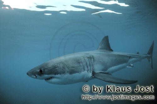 Great White shark/Carcharodon carcharias        A fascinating animal: the Great White Shark        A
