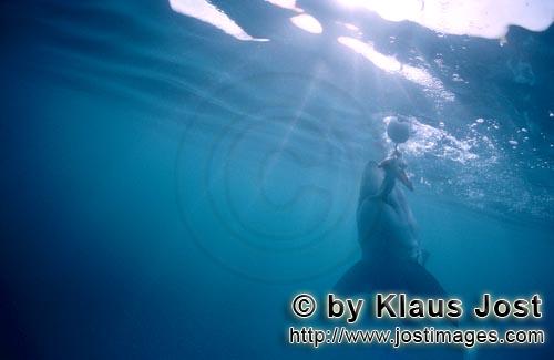 Weißer Hai/Great White shark/Carcharodon carcharias   Weißer steigt vertikal zum Ko