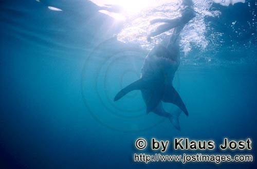 Weißer Hai/Great White shark/Carcharodon carcharias   Weißer Hai im Aufstieg zum Ko