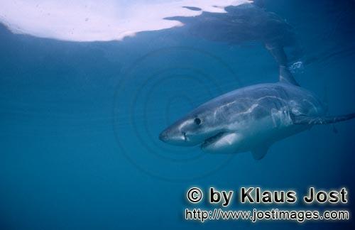Weißer Hai/Great White shark/Carcharodon carcharias        The Great White Shark is an important re