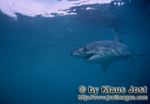 Weißer Hai/Great White shark/Carcharodon carcharias        Great White Shark searching for prey dir