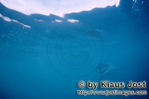 Weißer Hai/Great White shark/Carcharodon carcharias        Baby Weißer Hai im weiten Ozean       