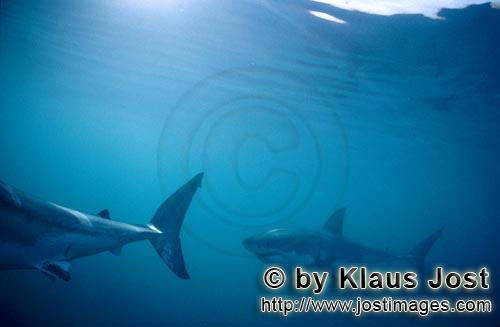 Great White shark/Carcharodon carcharias        Great White Sharks on patrol            