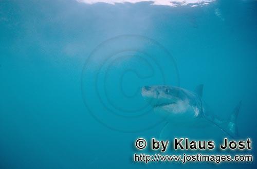 Weißer Hai/Great White shark/Carcharodon carcharias        Great White Shark             