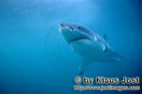 Weißer Hai/Great White shark/Carcharodon carcharias        The Great White Shark is really white - 