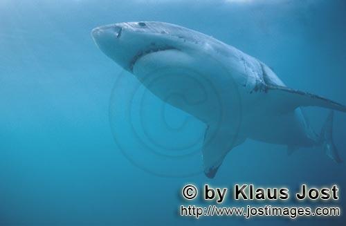 Weißer Hai/Great White shark/Carcharodon carcharia        The Great White Shark is an apex predator