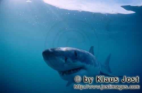 Weißer Hai/Great White shark/Carcharodon carcharias        The smile of the “Great White Shark”