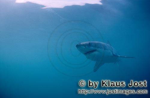 Weißer Hai/Great White shark/Carcharodon carcharia        The Great White Shark (Carcharodon carcha