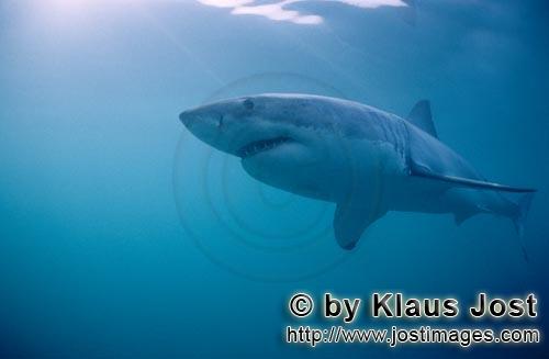 Weißer Hai/Great White Shark/Carcharodon carcharias        Great White Shark sees the bait         A <