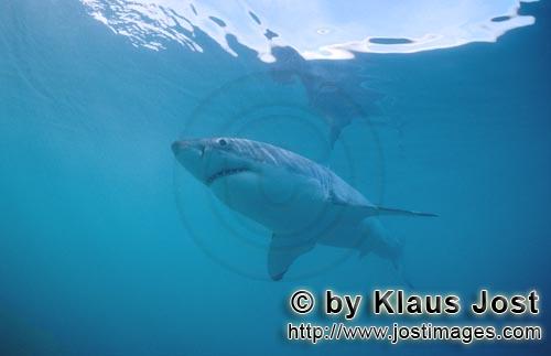 Great White shark/Carcharodon carcharias        Top predator Great White        A great white sha