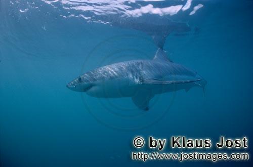 Great White shark/Carcharodon carcharia        In the world's oceans at home: The great white shark<