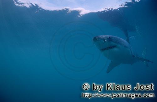 Weißer Hai/Great White shark/Carcharodon carcharias        Great White Shark (Carcharodon carcharia