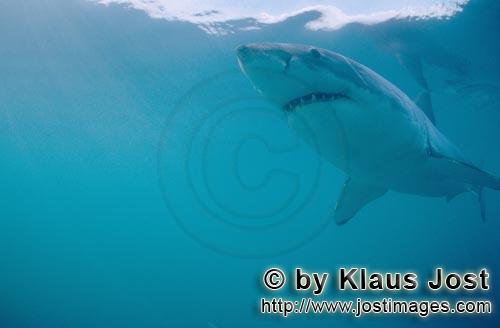 Great White shark/Carcharodon carcharias        Unmistakable: The Great White Shark        A grea