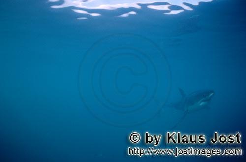 Weißer Hai/Great White shark/Carcharodon carcharias        The Great White Shark (Carcharodon carch