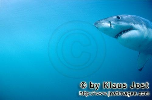 Weißer Hai/Great White shark/Carcharodon carcharias        Great White Shark portrait        