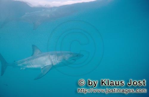 Weißer Hai/Great White shark/Carcharodon carcharias        The Great White Shark (Carcharodon carch