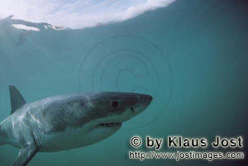 Weißer Hai/Great White Shark/Carcharodon carcharias        A fascinating animal: the Great White Sh
