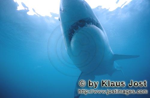 Weißer Hai/Great White shark/Carcharodon carcharias        Great White shark underside        