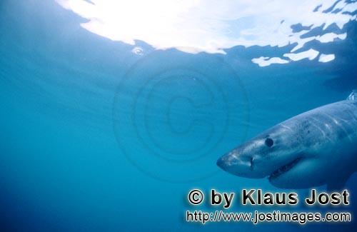 Weißer Hai/Great White Shark/Carcharodon carcharias        Great White Shark near an island with ma