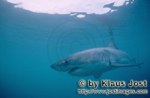 Weißer Hai/Great White Shark/Carcharodon carcharias        Mysterious Great White Shark        A <b
