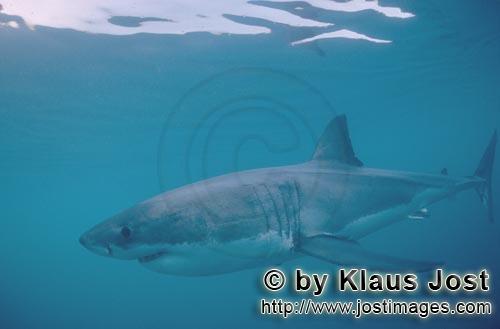 Weißer Hai/Great White shark/Carcharodon carcharias        The Great White Shark: predator of the o