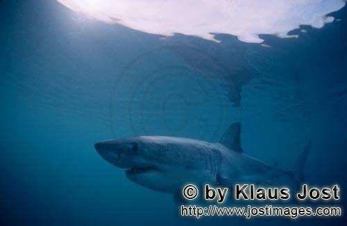 Weißer Hai/Great White shark/Carcharodon carcharias        Great White Shark near Dyer Island    
