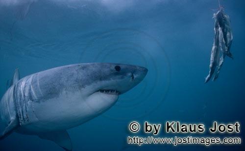 Weißer Hai/Great White shark/Carcharodon carcharias        Great White Shark sees the bait        A