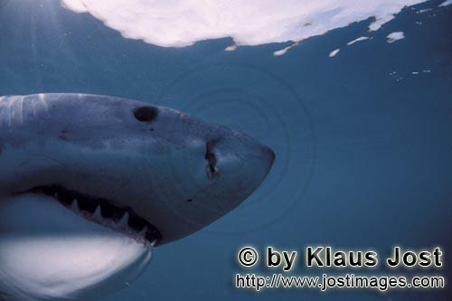 Weißer Hai/Great White Shark/Carcharodon carcharias        Great White Shark head close-up underwat