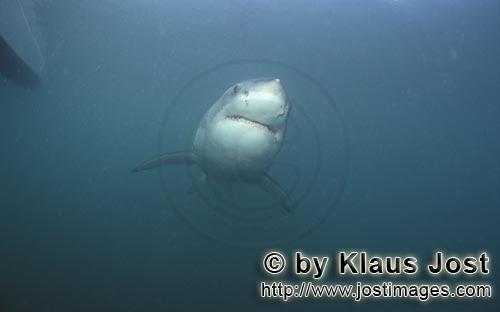 Weißer Hai/Great White Shark/Carcharodon carcharias        Great White Shark Underwater portrait</b