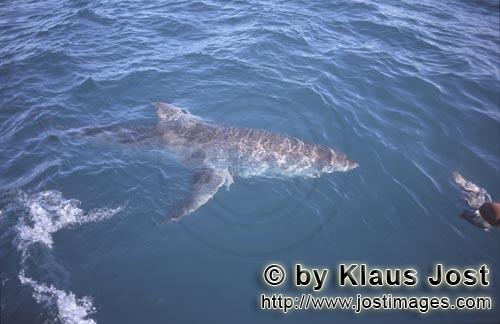 Weißer Hai/Great White shark/Carcharodon carcharias        Great White shark (Carcharodon carcharias)