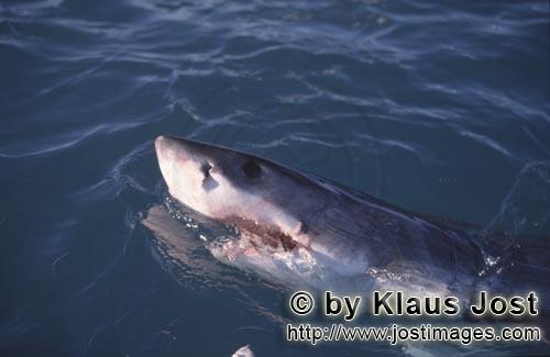 Weißer Hai/Great White Shark/Carcharodon carcharias        Great White Shark (Carcharodon carcharia