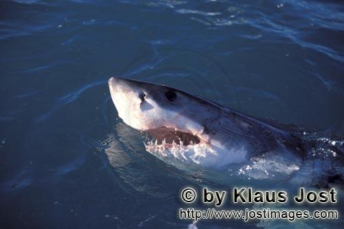 Weißer Hai/Great White Shark/Carcharodon carcharias        Great White Shark lifts its head over wa