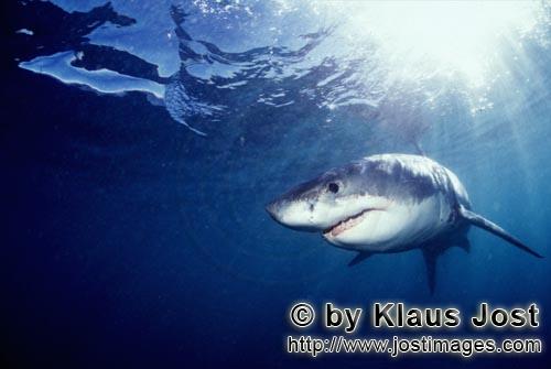 Weißer Hai/Great White shark/Carcharodon carcharias        Young Great White Shark searching for pr