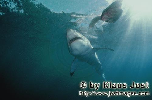 Great White shark/Carcharodon carcharias        The Great White from below        A great white s