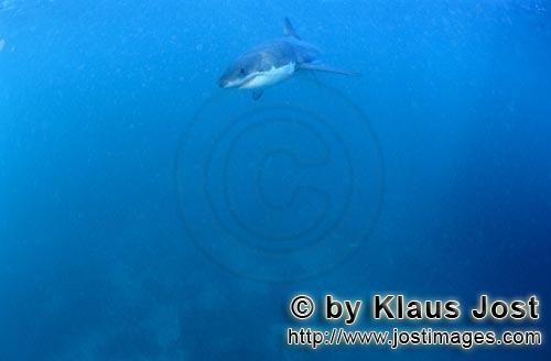 Weißer Hai/Great White shark/Carcharodon carcharias        Baby Great White Shark searching for pre