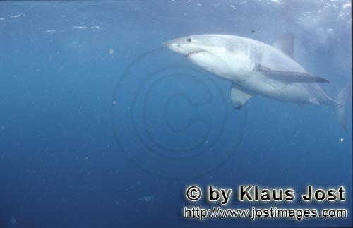 Great White shark/Carcharodon carcharias        The great white shark can be observed only with diff