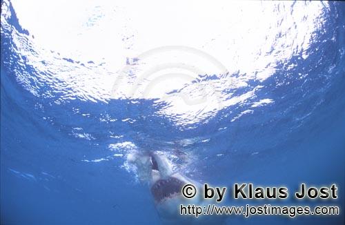 Great White shark/Carcharodon carcharias        Great white shark just before biting        A gre