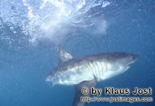 Great White shark/Carcharodon carcharias        The Greate White Sharks scientific name is Carcharod