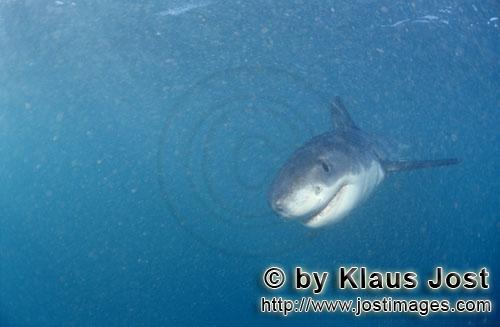 Great White shark/Carcharodon carcharias        Baby Great White Shark frontal         Six sea mile