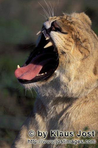 African Lion/Panthera leo            A Female lion yawning widely        captive                