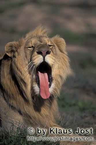 African Lion/Panthera leo            A Male lion yawning widely            