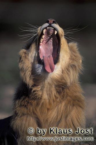 African Lion/Panthera leo        A Male lion yawning widely         captive            