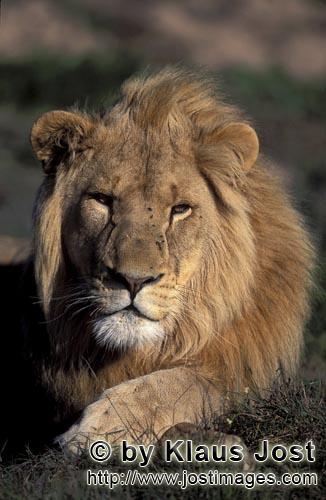 African Lion/Panthera leo        Impressive African lion        captive                