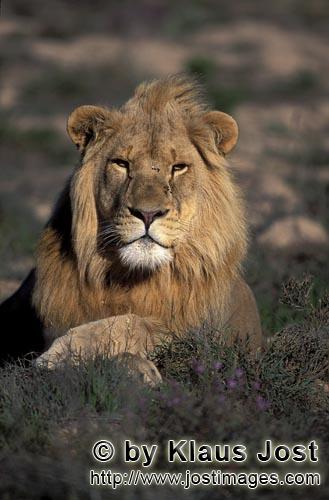 African Lion/Panthera leo        Impressive African Lion             captive                