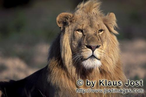 African Lion/Panthera leo        Male Lion (Panthera leo)        captive                