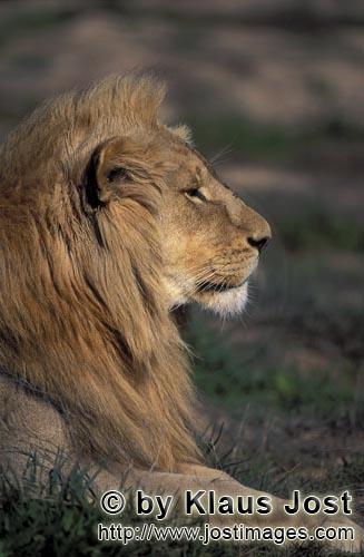 African Lion/Panthera leo            Lion portrait from the side            captive                