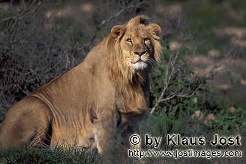 African Lion/Panthera leo        Sitting Male Lion        captive                