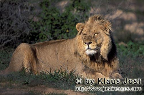 African Lion/Panthera leo        Sleeping Male Lion        captive                