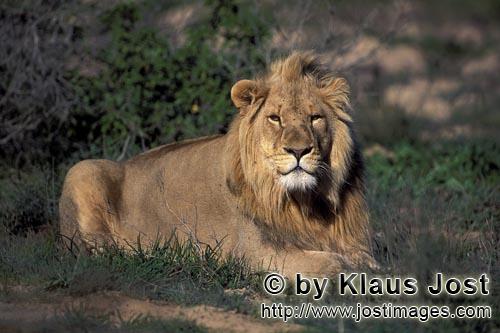African Lion/Panthera leo        Resting Male Lion                    
