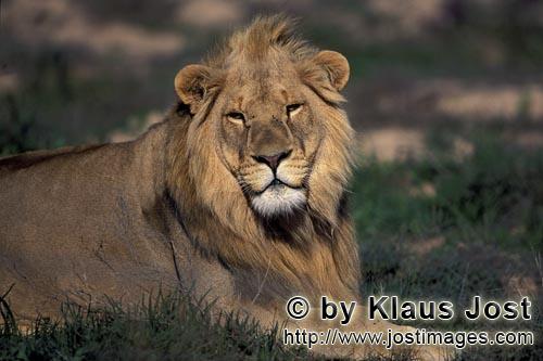 African Lion/Loewe/Panthera leo        Male Lion            